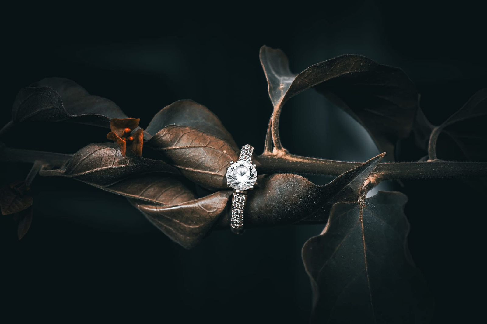 Ricardo Guijarro Fotografía